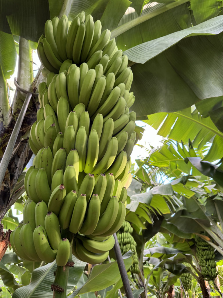 Madera-plantacje-bananów