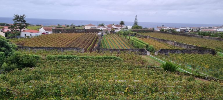 Winnica Quinta de Jardinete - Azory