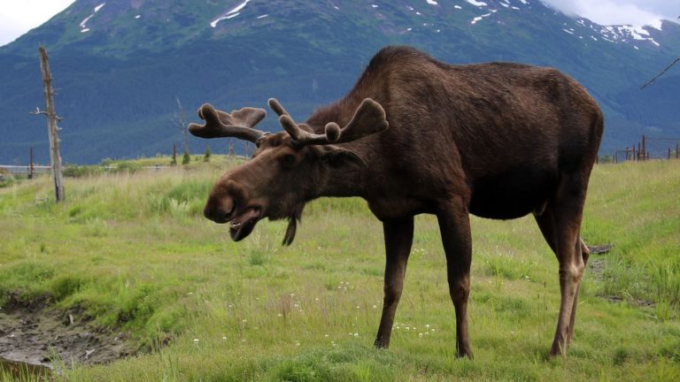 Alaska Wildlife Conservation Center