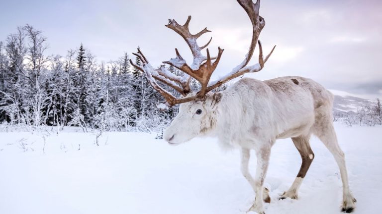 Nutti Sámi Siida - skansen i zagroda reniferów Laponia