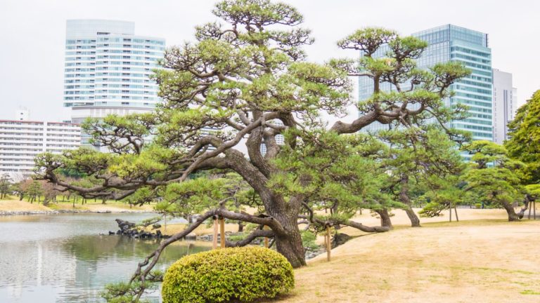 Ogrody Hama-rikyū Japonia