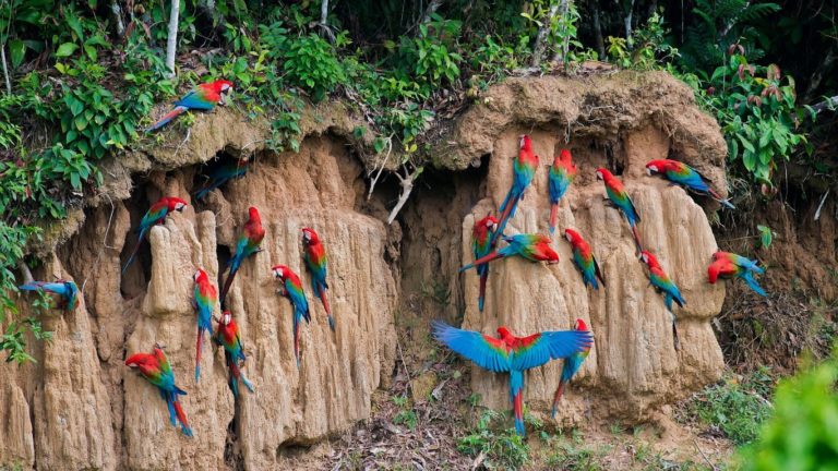 Chuncho Macaw Clay Lick Peru