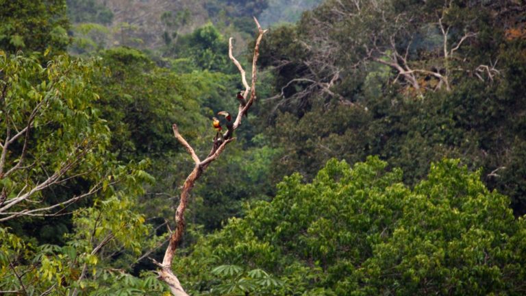 Rezerwat Narodowy Tambopata Peru