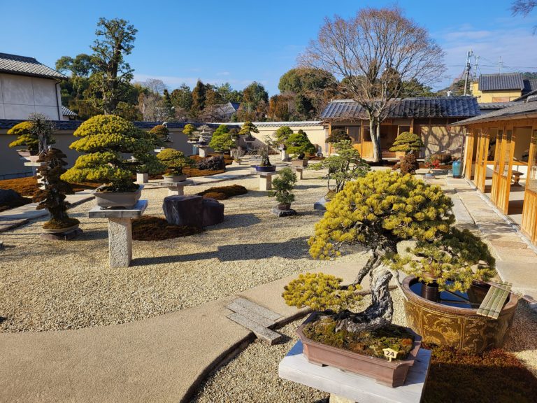 hoshun-in-kioto-japonia-bonsai-ogrod